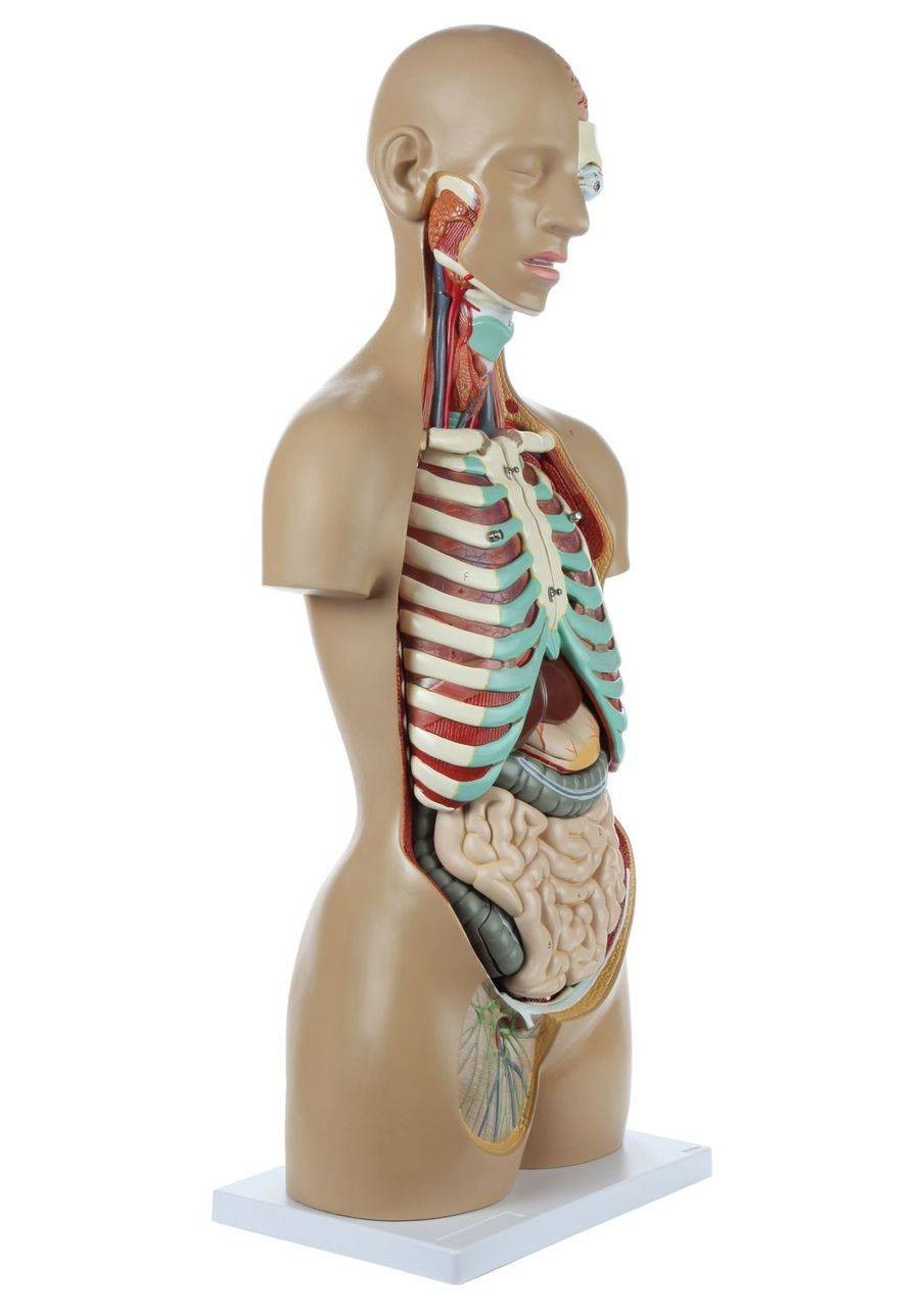 Axis Scientific 18-Part Premium Unisex Life-Size Torso | Anatomy