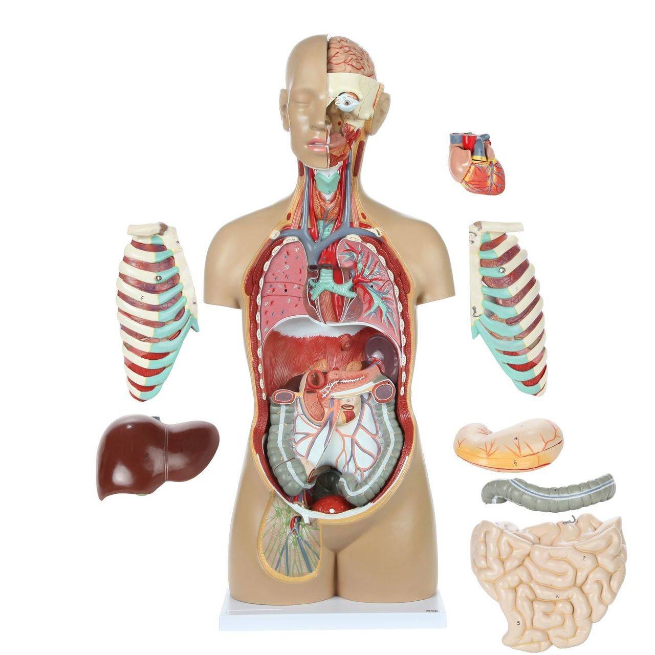 洋服通販 - 新作アイテムを 18-Part Scientific Axis Premium Torso Life-Size Unisex 人体模型