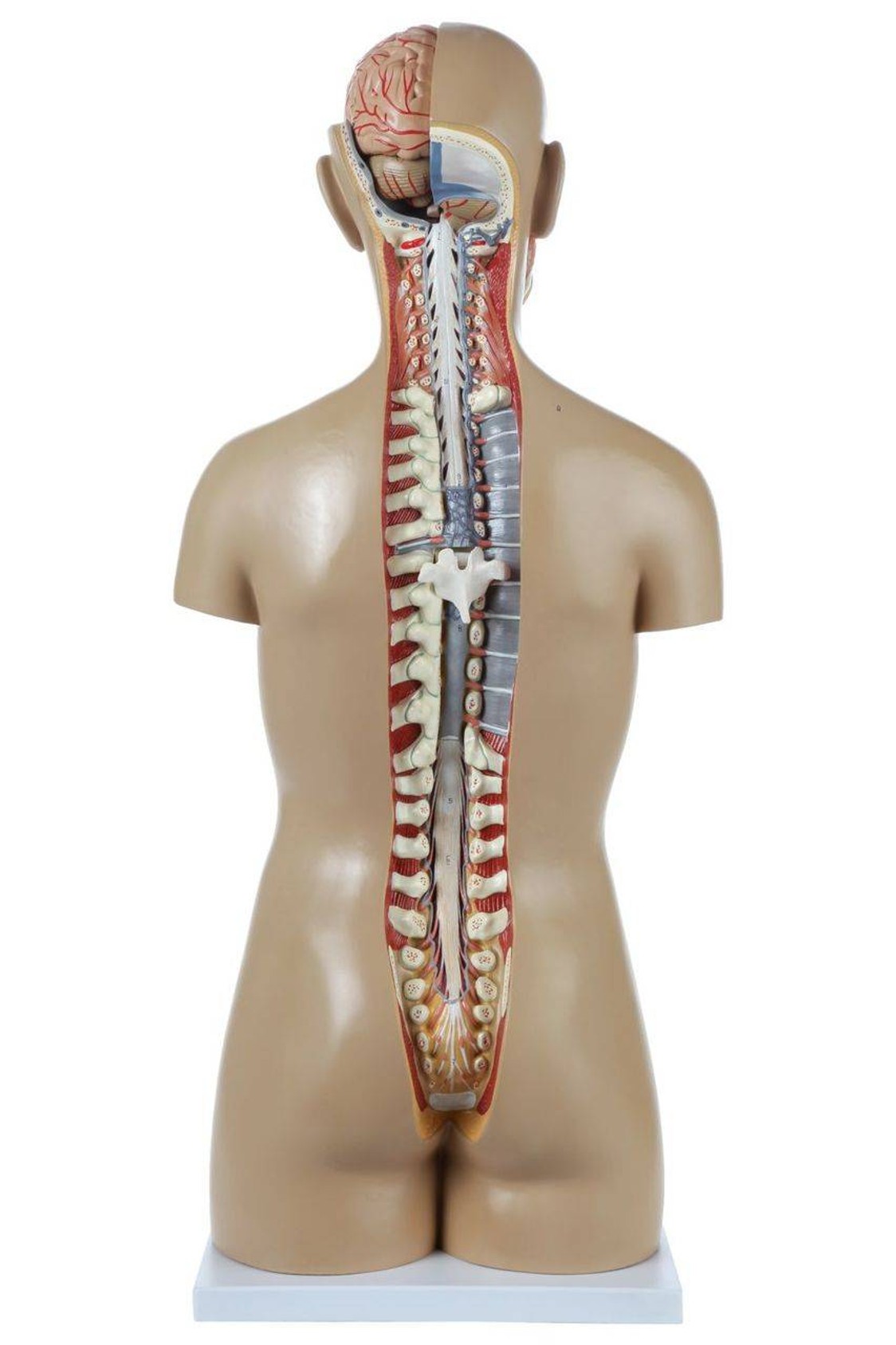 Axis Scientific 18-Part Premium Unisex Life-Size Torso with Open Back