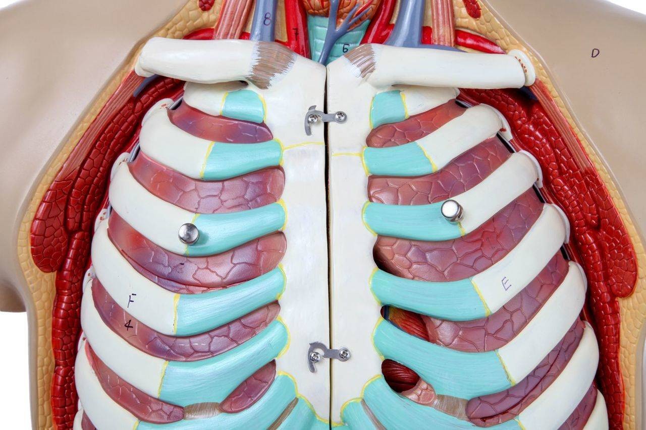 Axis Scientific 18-Part Premium Unisex Life-Size Torso with Open Back