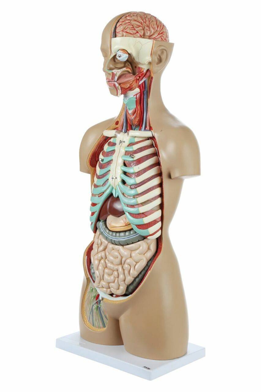 Axis Scientific 18-Part Premium Unisex Life-Size Torso | Anatomy