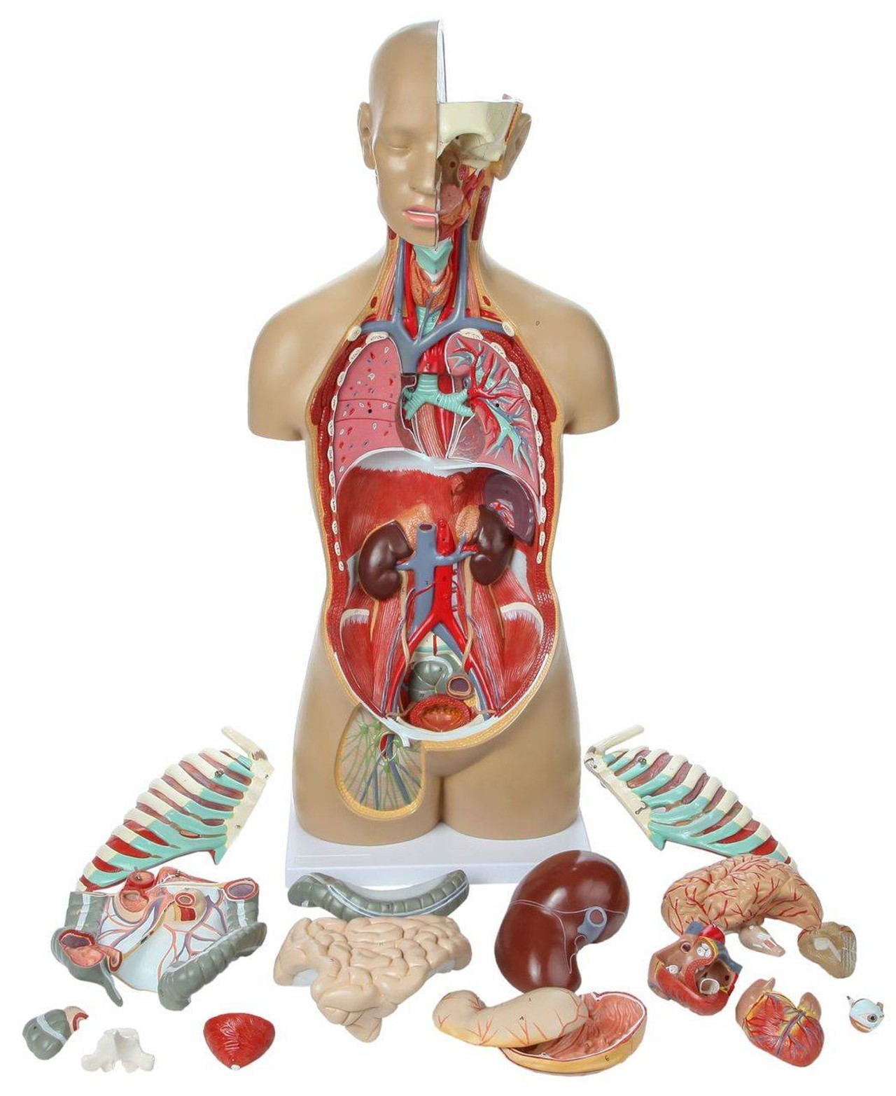 Axis Scientific 18-Part Premium Unisex Life-Size Torso with Open Back