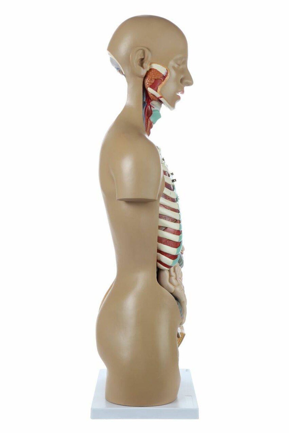 Axis Scientific 18-Part Premium Unisex Life-Size Torso with Open Back