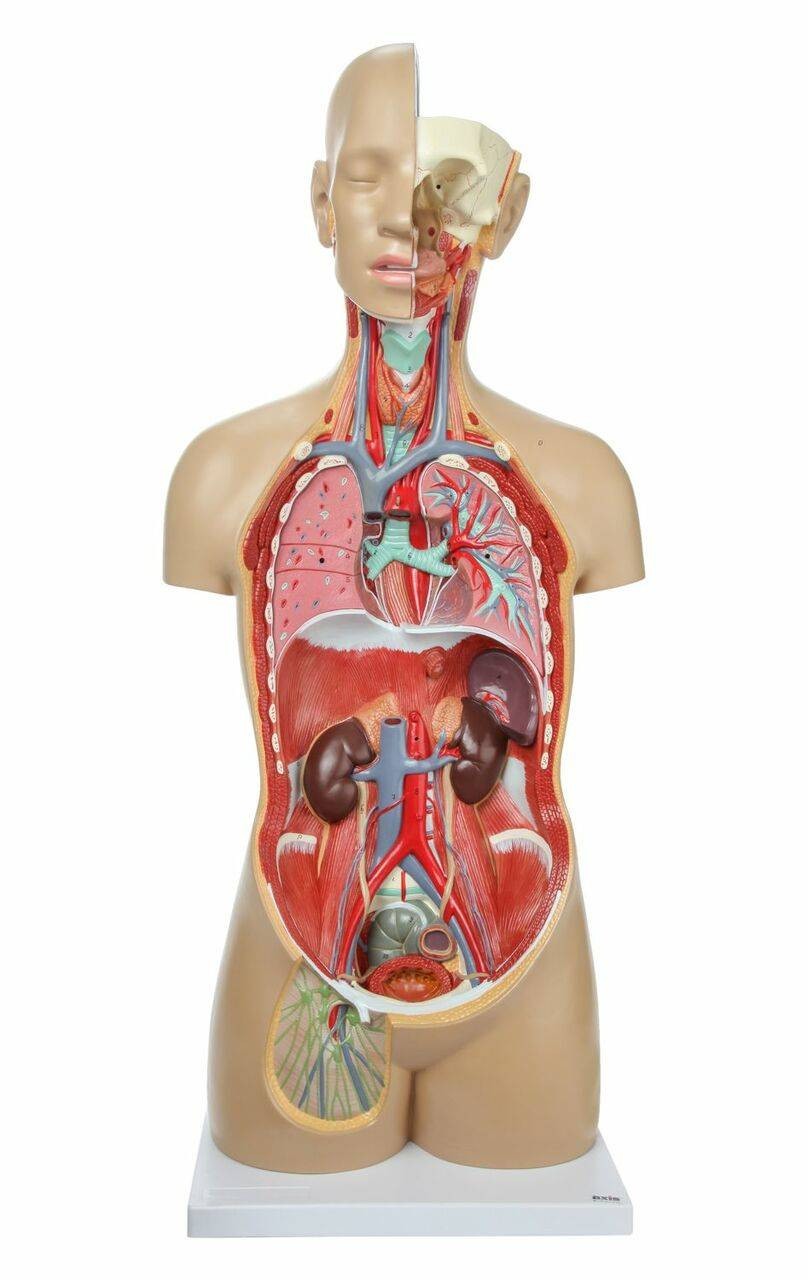Axis Scientific 18-Part Premium Unisex Life-Size Torso | Anatomy