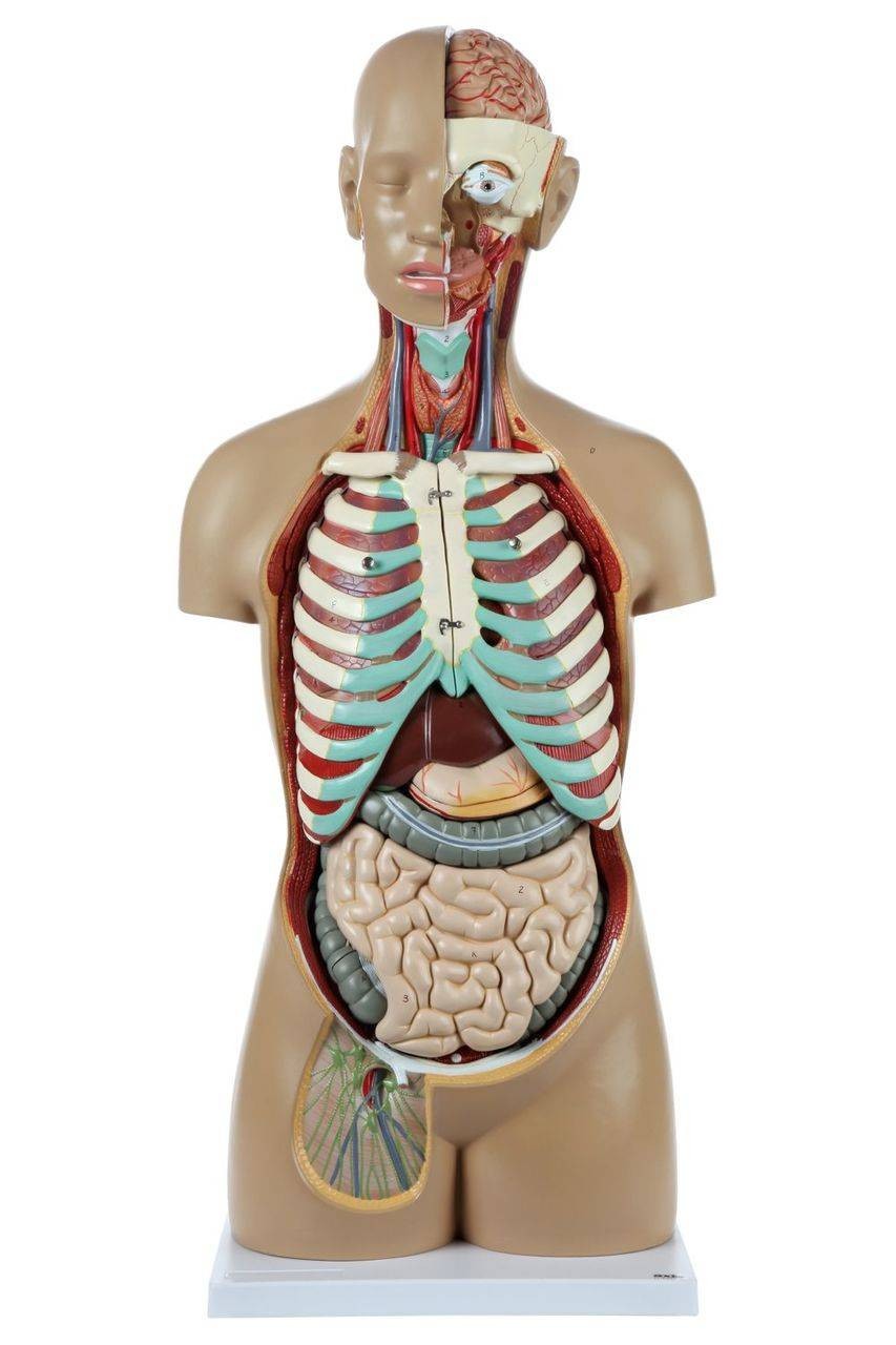 Axis Scientific 18-Part Premium Unisex Life-Size Torso | Anatomy