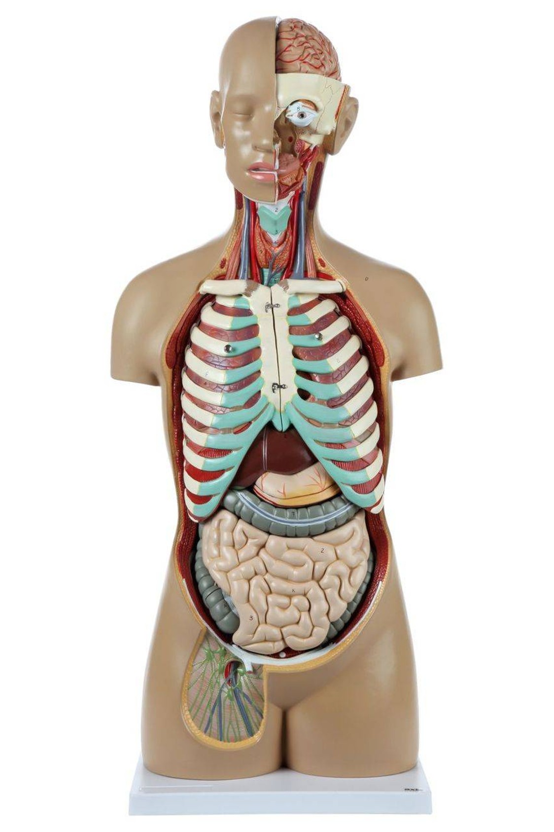Axis Scientific 18-Part Premium Unisex Life-Size Torso with Open Back