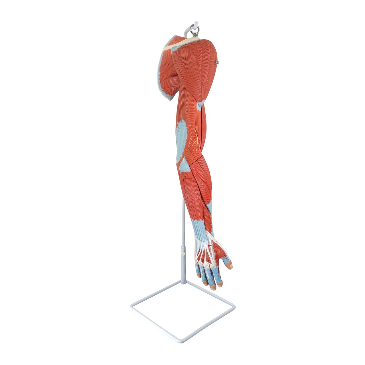 Axis Scientific Life-Size 7-Part Human Muscular Arm with Detachable Muscles Anatomy Model