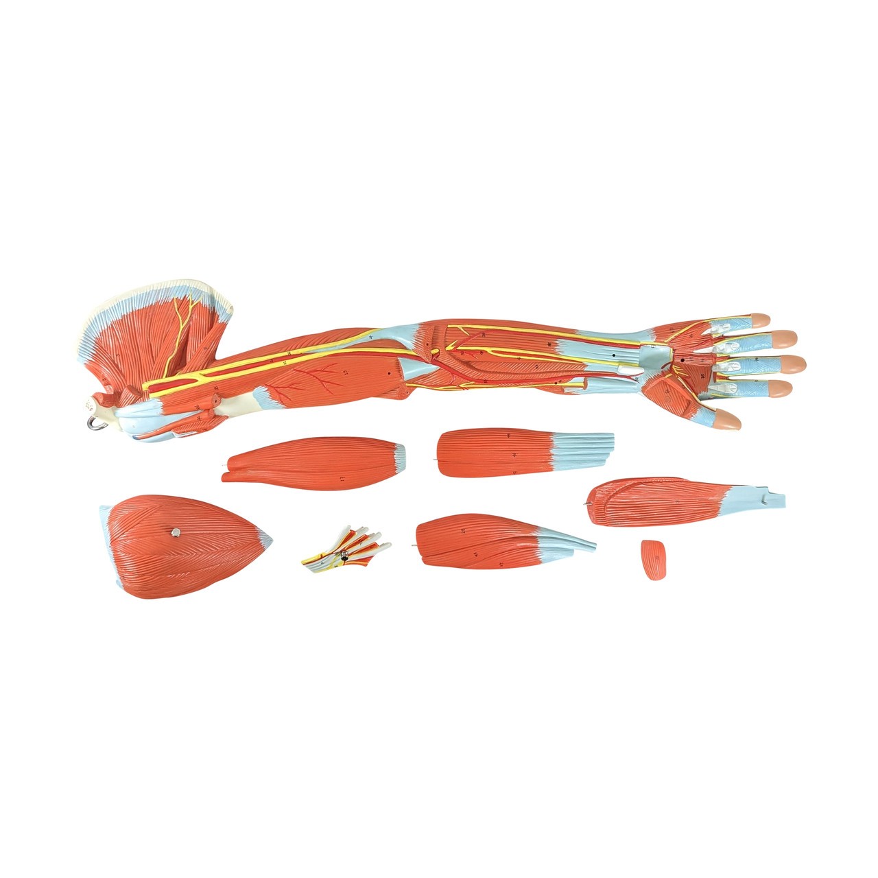 Axis Scientific Life-Size 7-Part Human Muscular Arm with Detachable Muscles Anatomy Model
