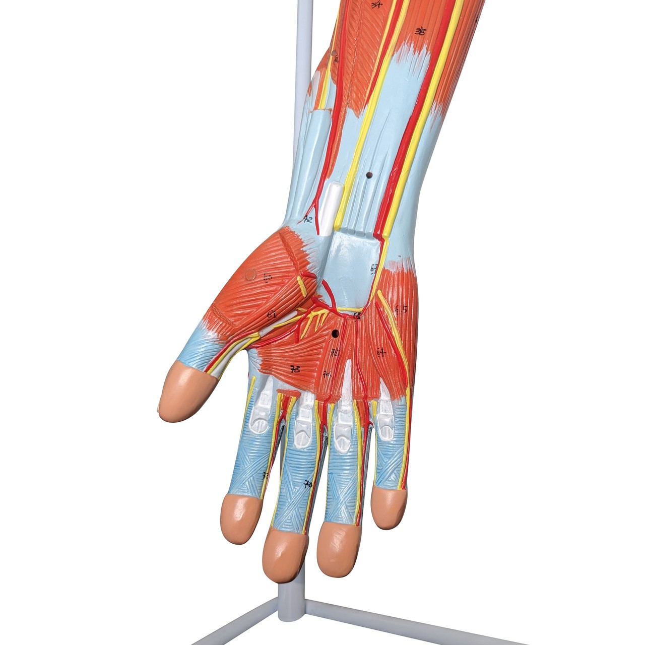 Axis Scientific Life-Size 7-Part Human Muscular Arm with Detachable Muscles Anatomy Model