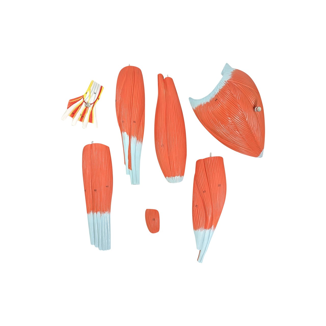 Axis Scientific Life-Size 7-Part Human Muscular Arm with Detachable Muscles Anatomy Model