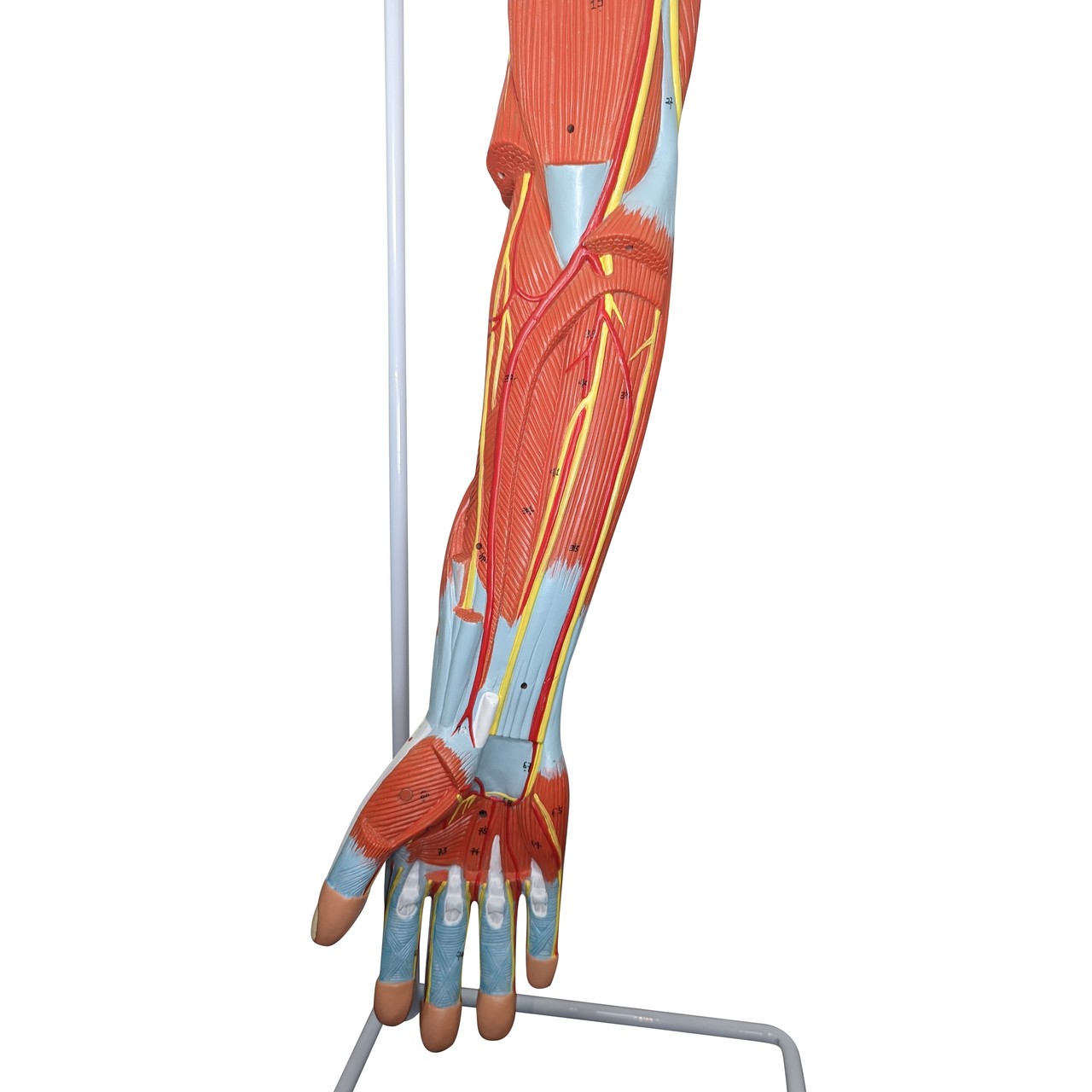 Axis Scientific Life-Size 7-Part Human Muscular Arm with Detachable Muscles Anatomy Model