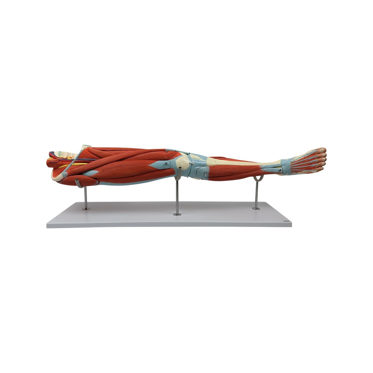 Axis Scientific 15-Part Muscular Leg Anatomy Model | Anatomy Warehouse
