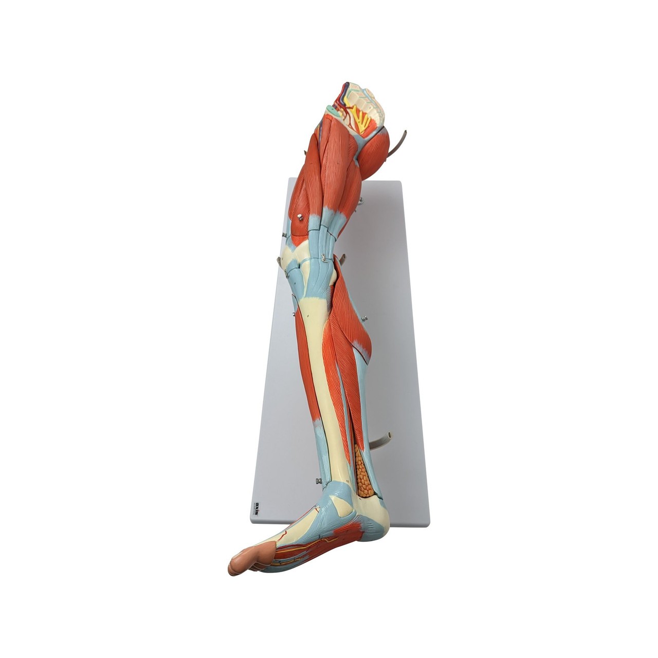 Axis Scientific Life-Size 15-Part Human Muscular Leg with Detachable Muscles Anatomy Model