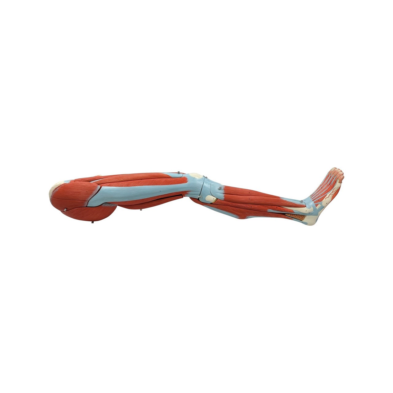 Axis Scientific Life-Size 15-Part Human Muscular Leg with Detachable Muscles Anatomy Model