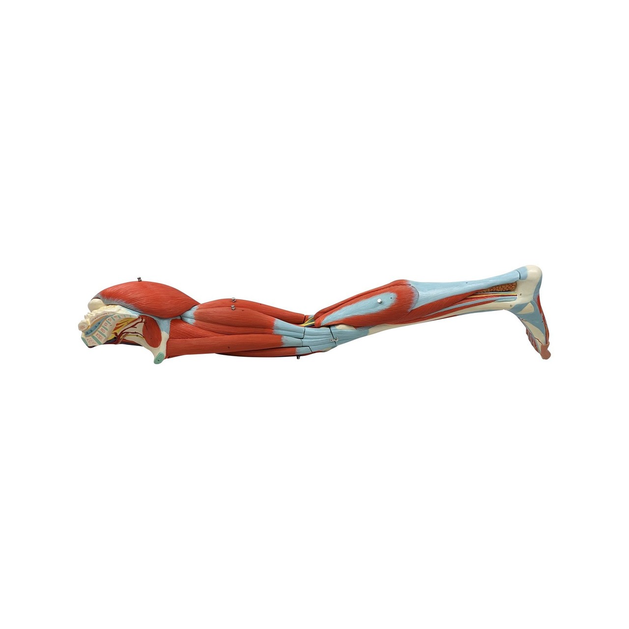 Axis Scientific Life-Size 15-Part Human Muscular Leg with Detachable Muscles Anatomy Model