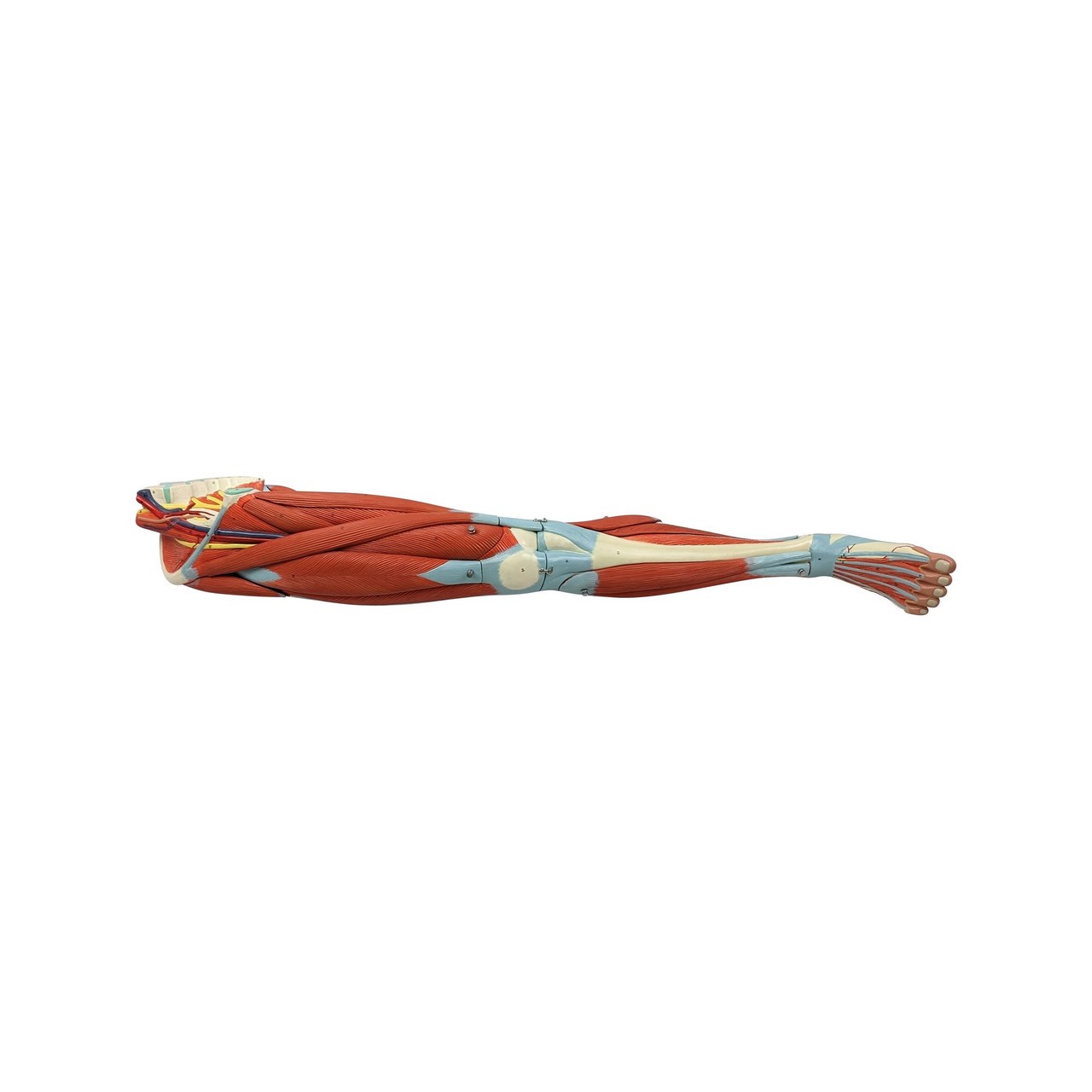 Axis Scientific Life-Size 15-Part Human Muscular Leg with Detachable Muscles Anatomy Model