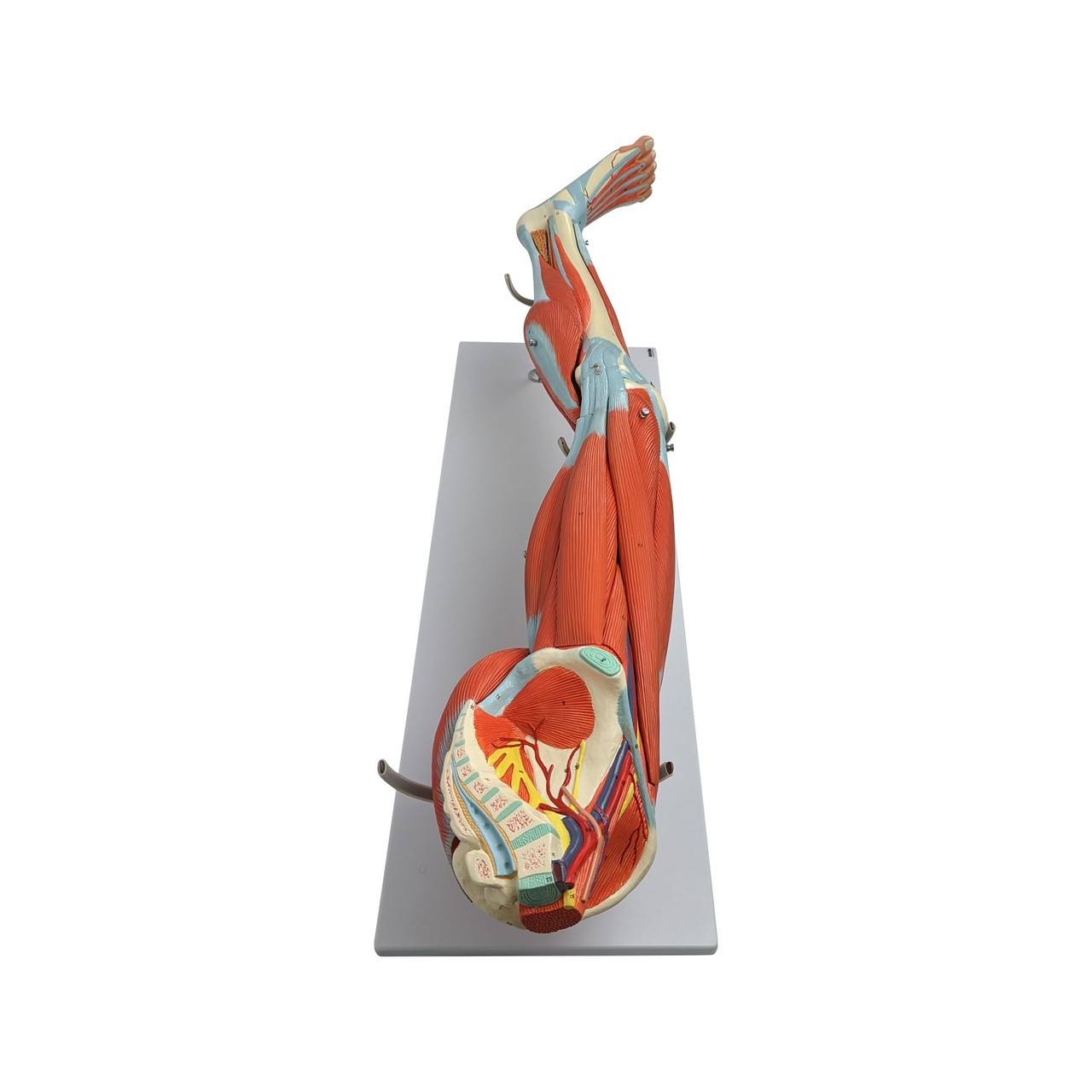 Axis Scientific Life-Size 15-Part Human Muscular Leg with Detachable Muscles Anatomy Model