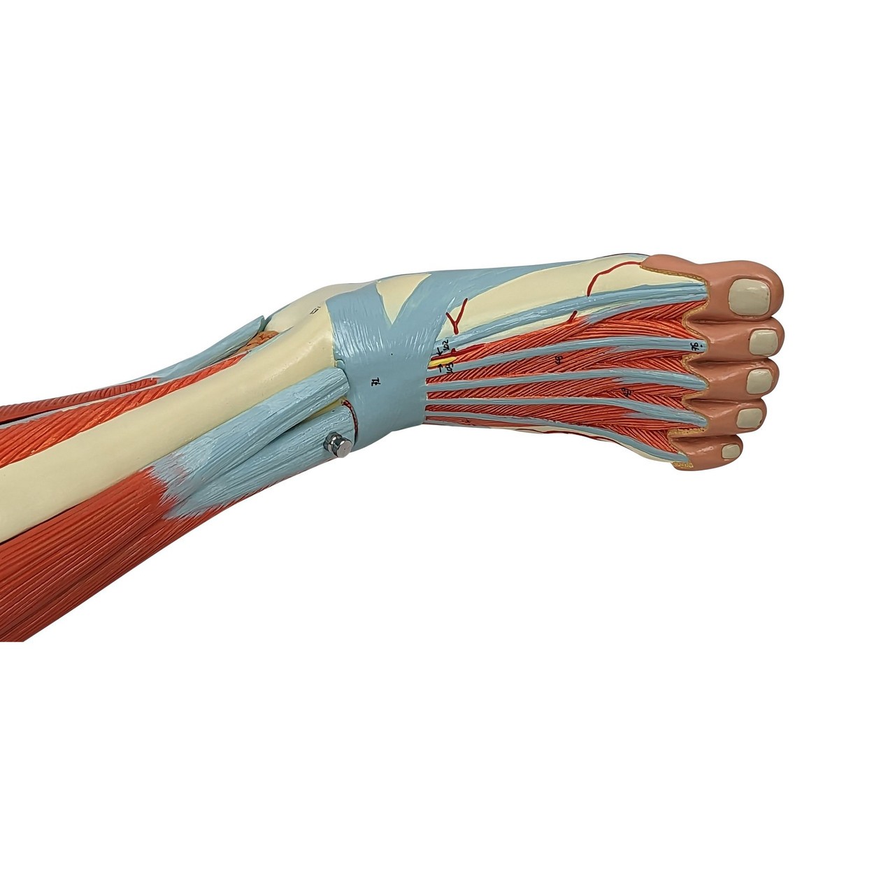 Axis Scientific Life-Size 15-Part Human Muscular Leg with Detachable Muscles Anatomy Model