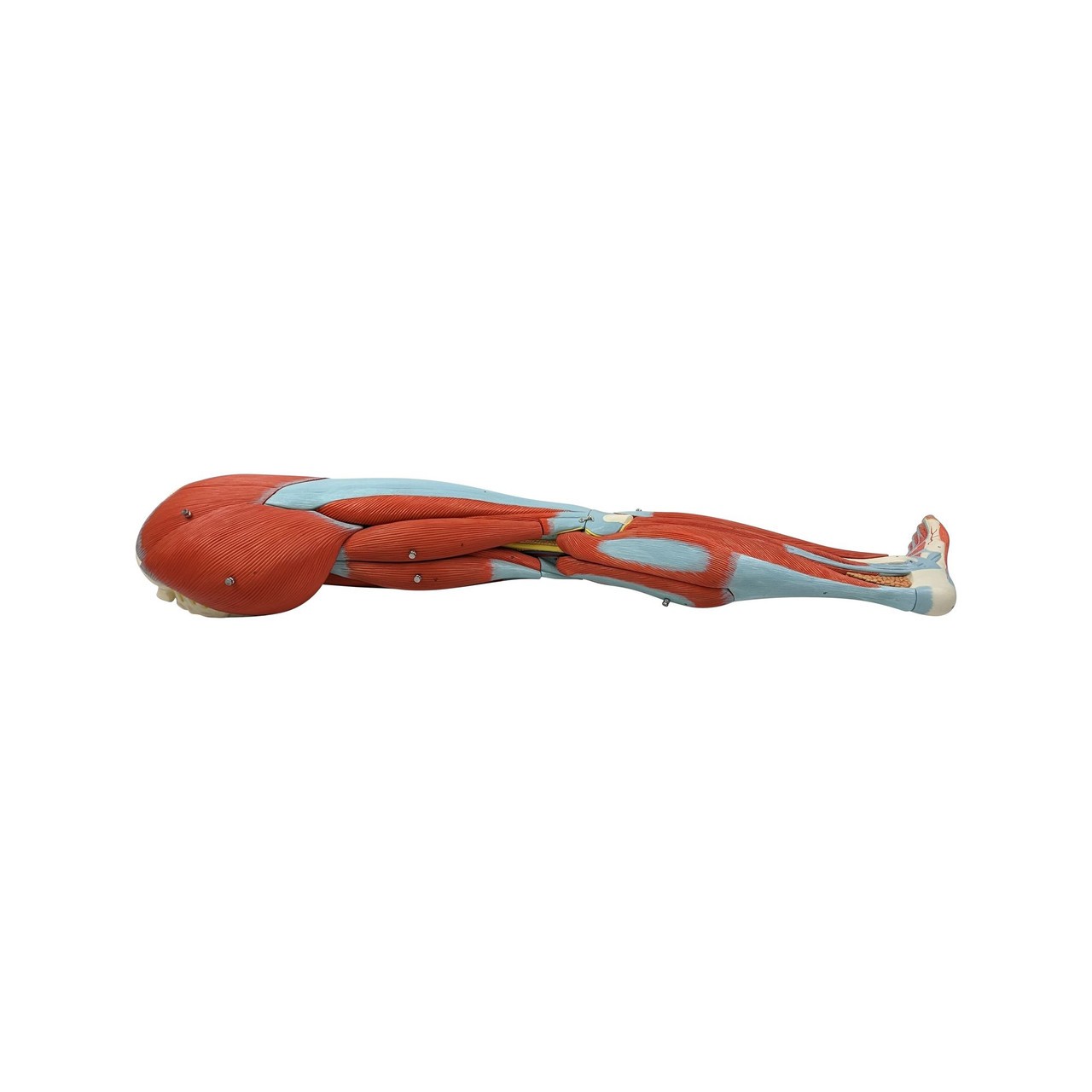 Axis Scientific Life-Size 15-Part Human Muscular Leg with Detachable Muscles Anatomy Model