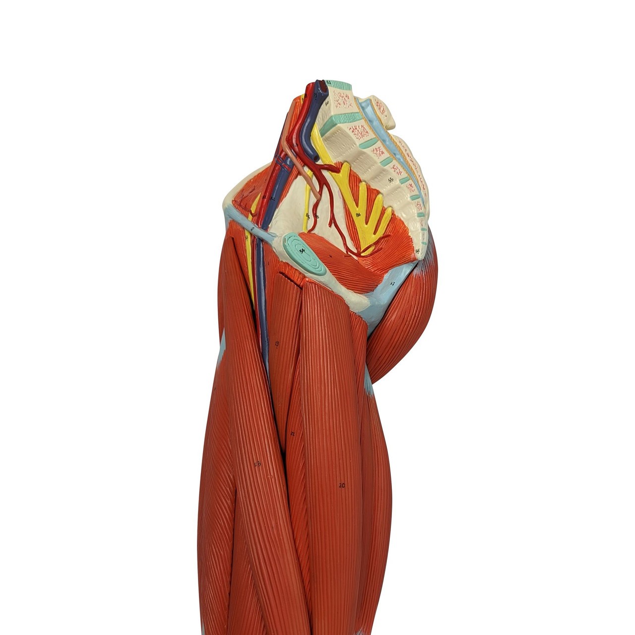 Axis Scientific Life-Size 15-Part Human Muscular Leg with Detachable Muscles Anatomy Model