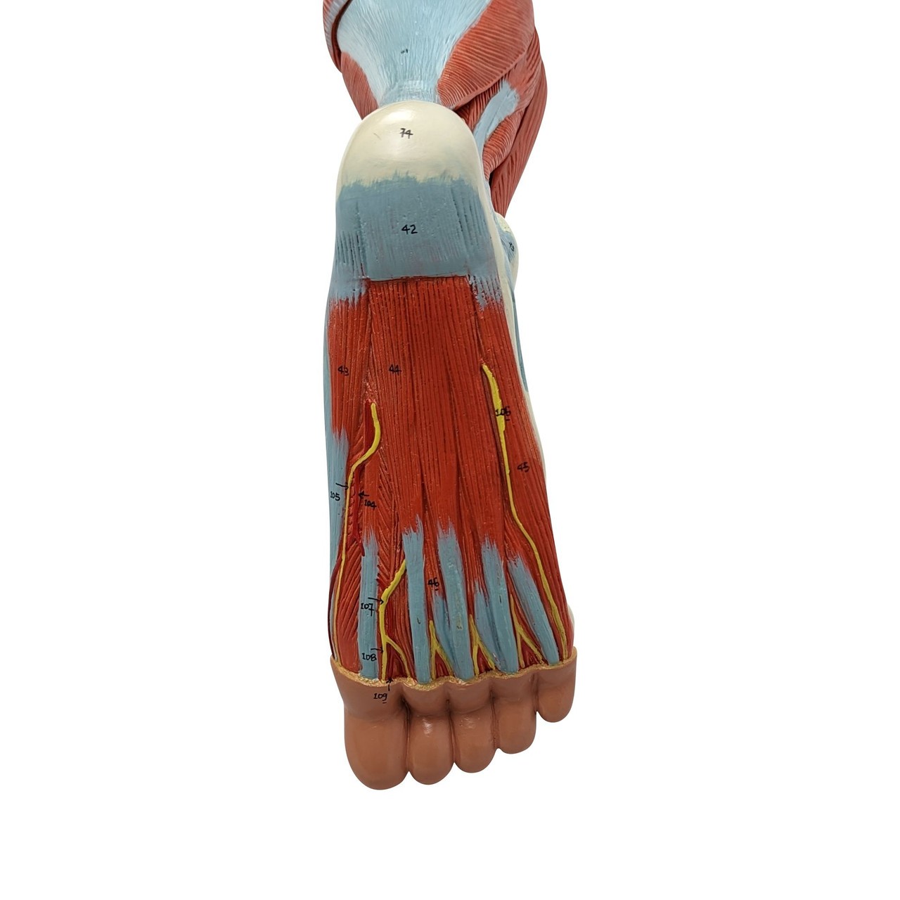 Axis Scientific Life-Size 15-Part Human Muscular Leg with Detachable Muscles Anatomy Model