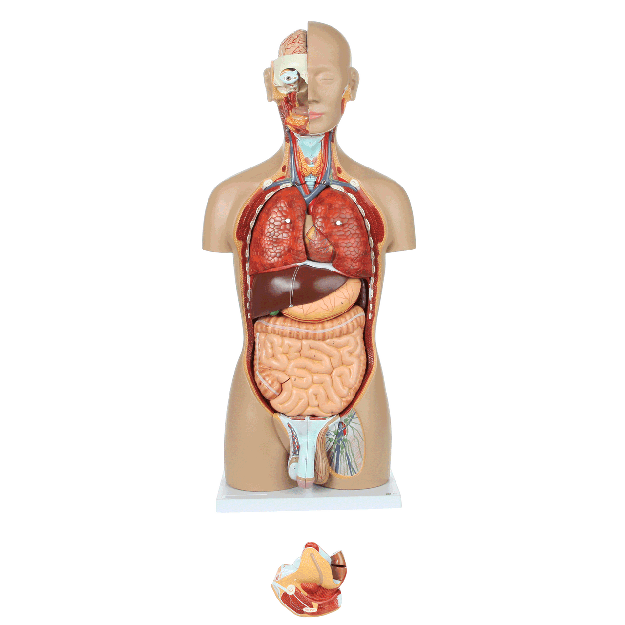 Axis Scientific 27-Part Dual-Sex Life-Size Torso with Open Back