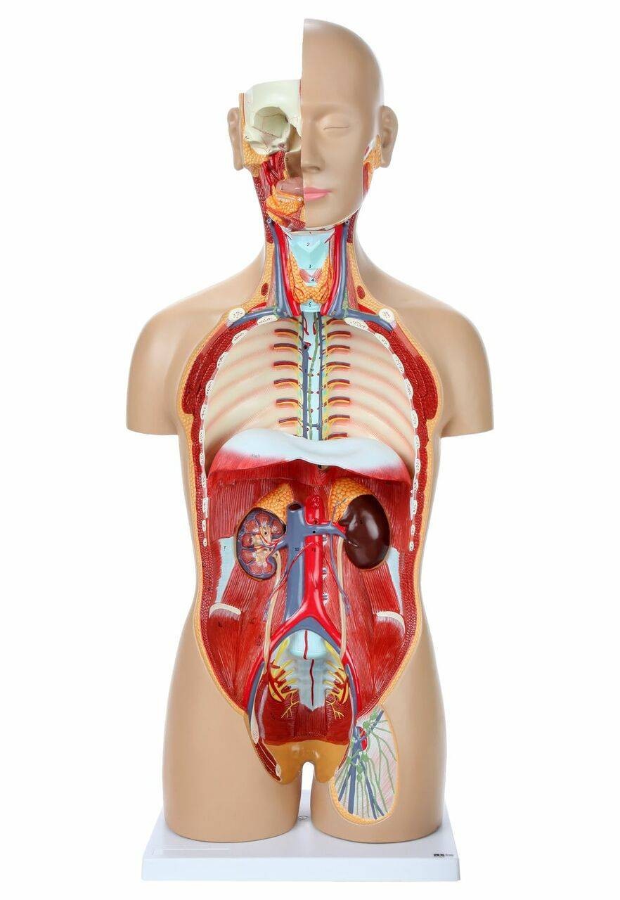 Axis Scientific 27-Part Dual-Sex Life-Size Torso with Open Back