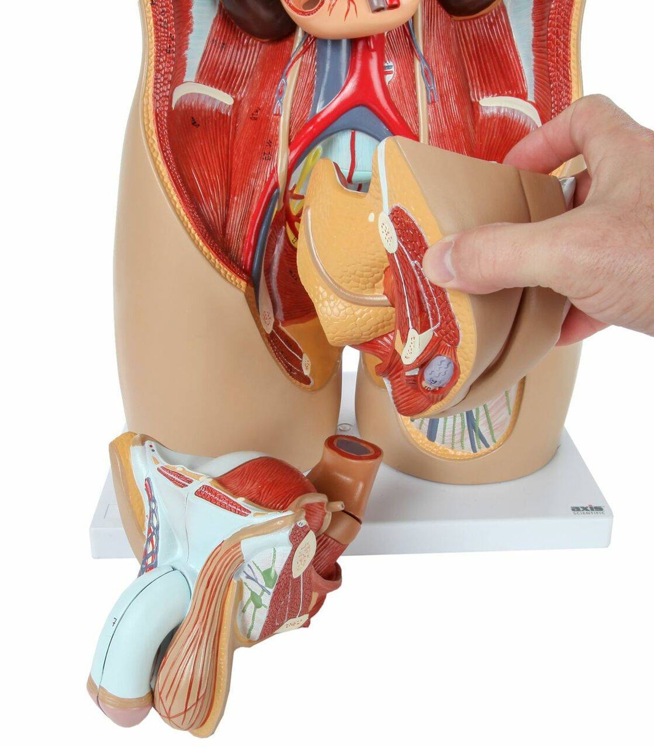Axis Scientific 27-Part Dual-Sex Life-Size Torso with Open Back