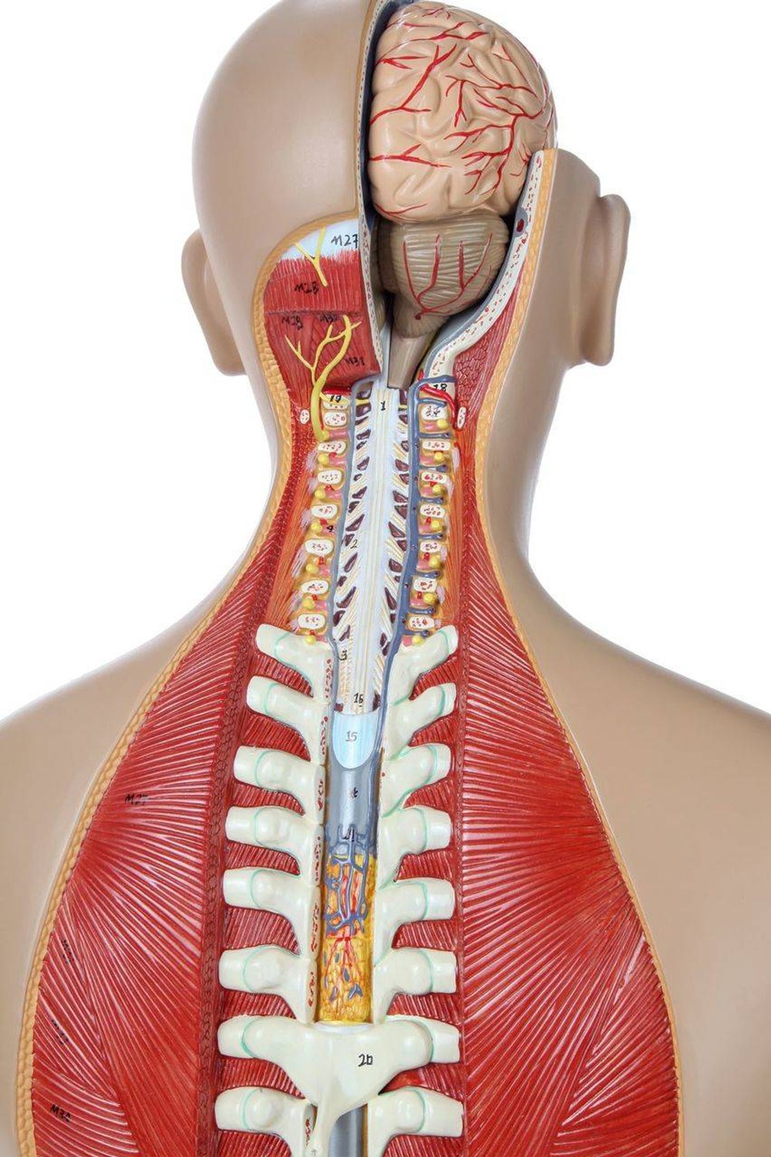 Axis Scientific 27-Part Dual-Sex Life-Size Torso with Open