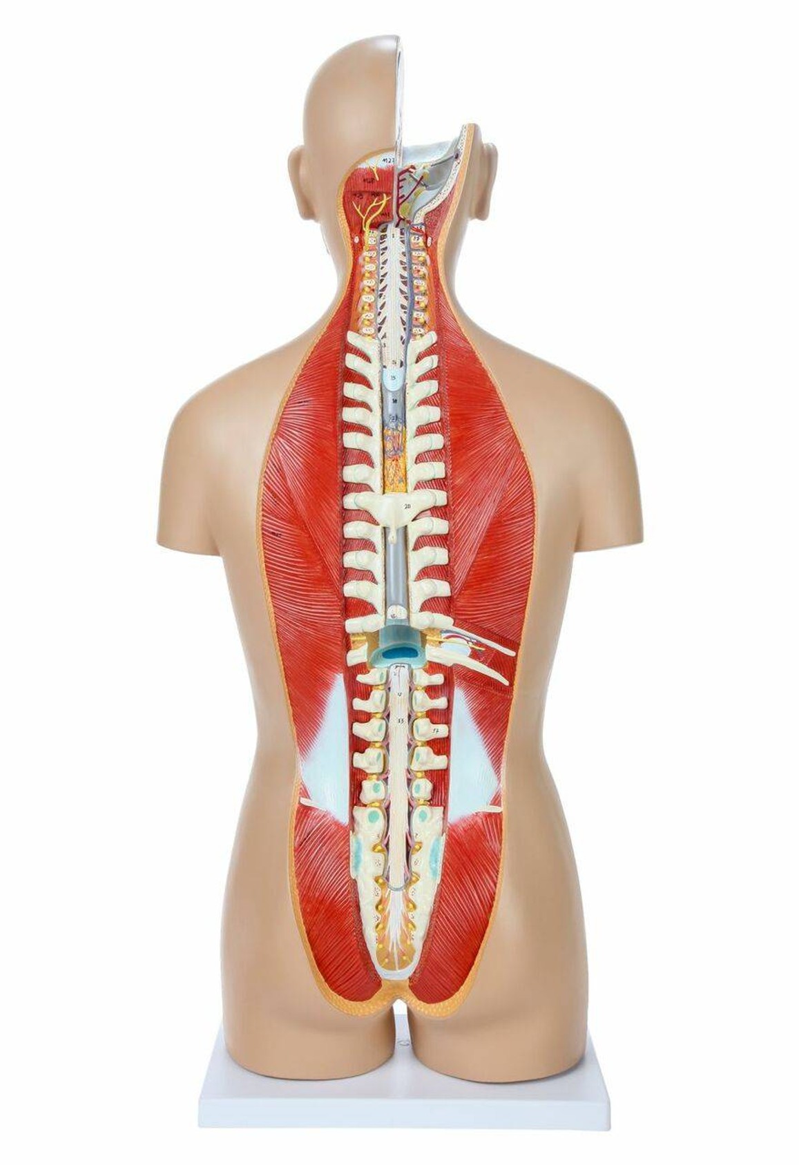 Axis Scientific 27-Part Dual-Sex Life-Size Torso with Open Back