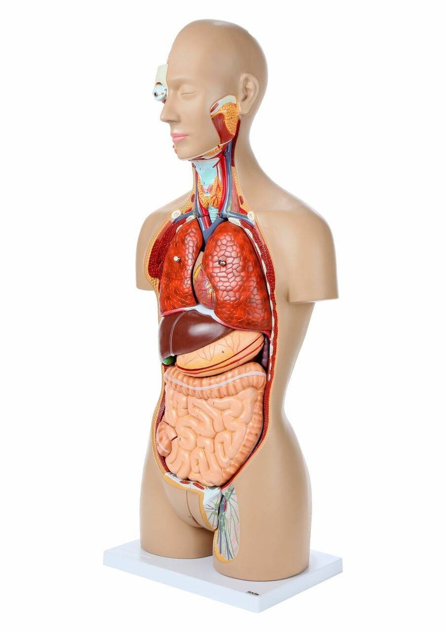Axis Scientific 27-Part Dual-Sex Life-Size Torso with Open Back