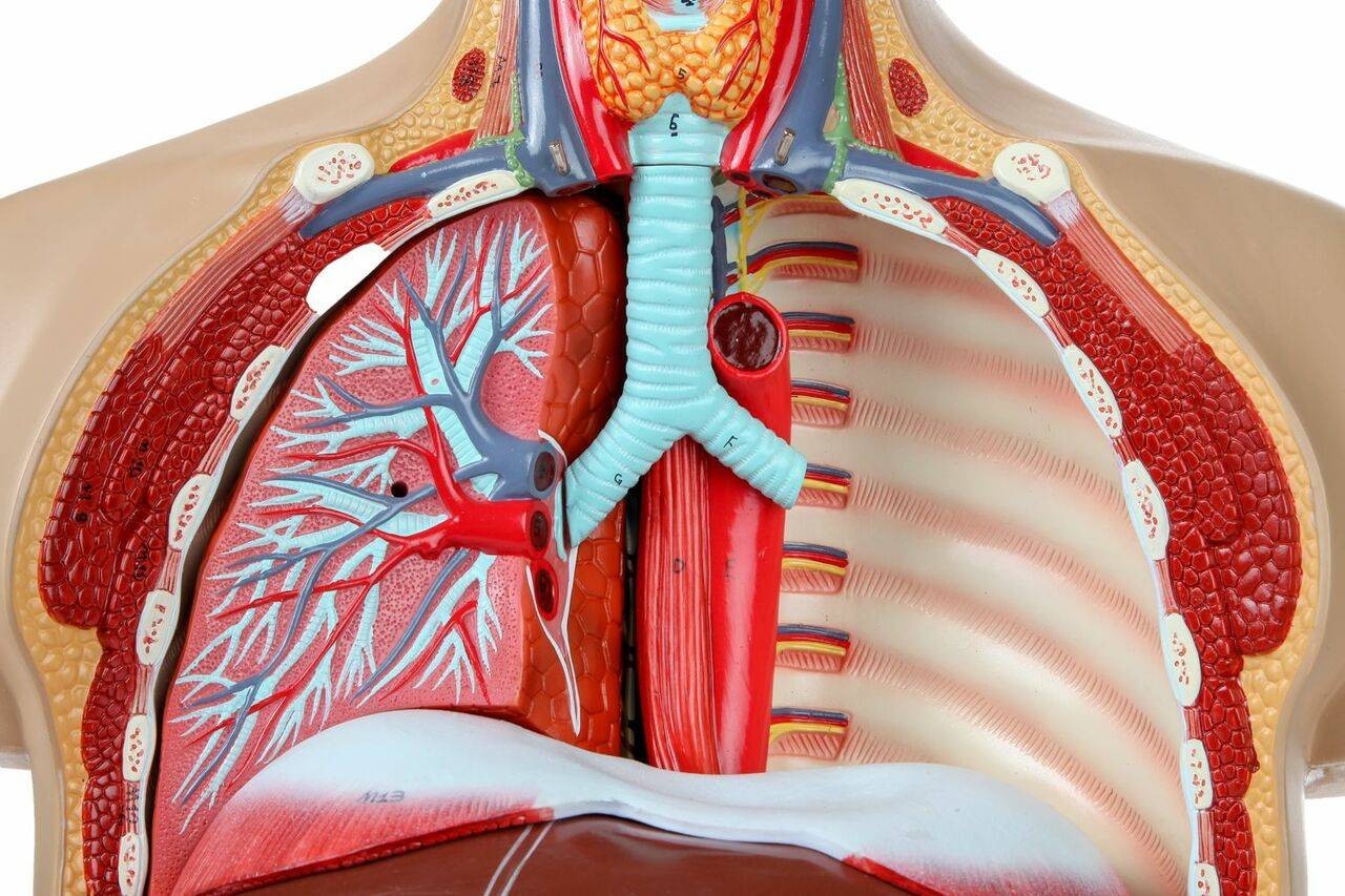 Axis Scientific 27-Part Dual-Sex Life-Size Torso with Open Back