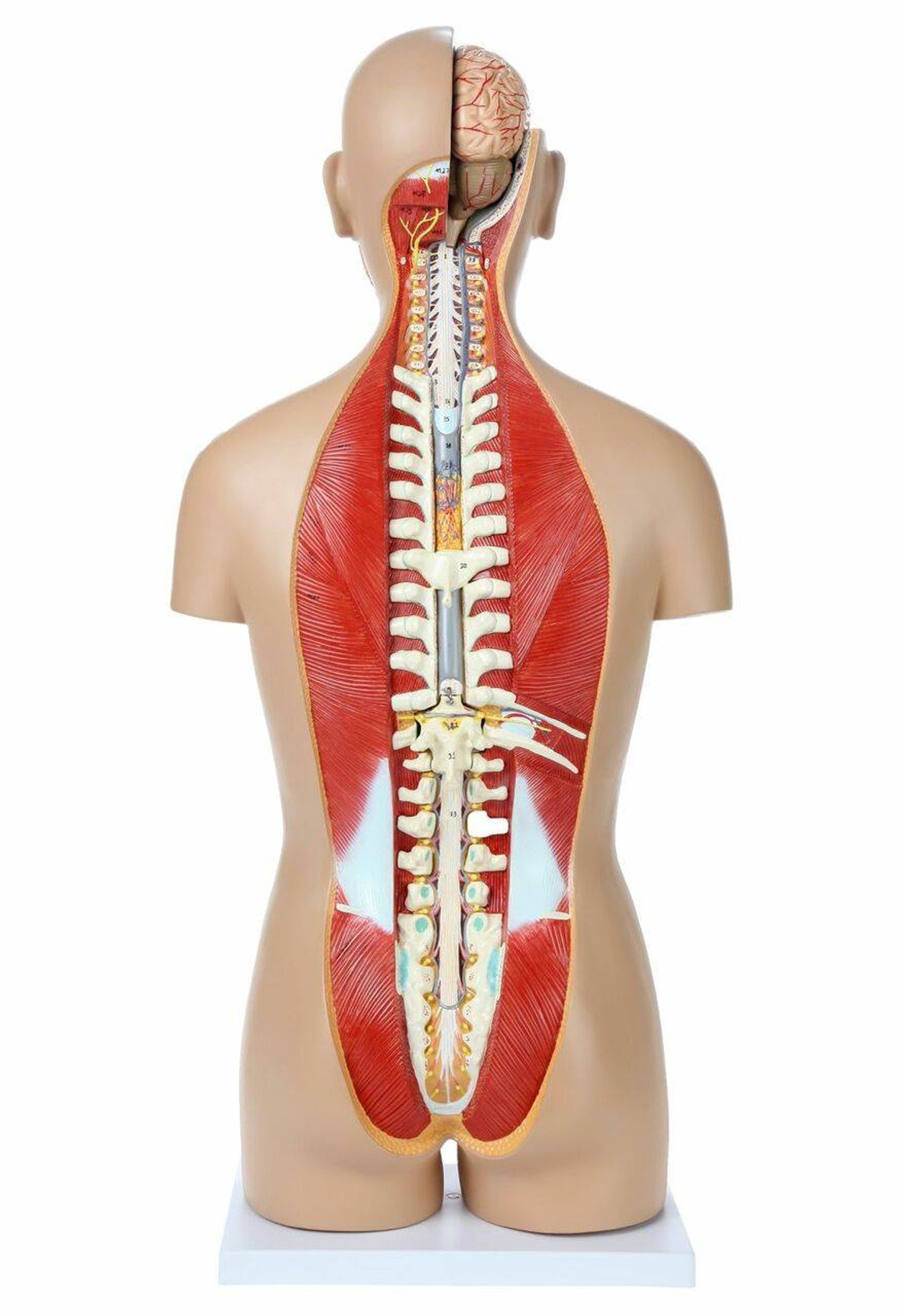 Axis Scientific 27-Part Dual-Sex Life-Size Torso with Open Back