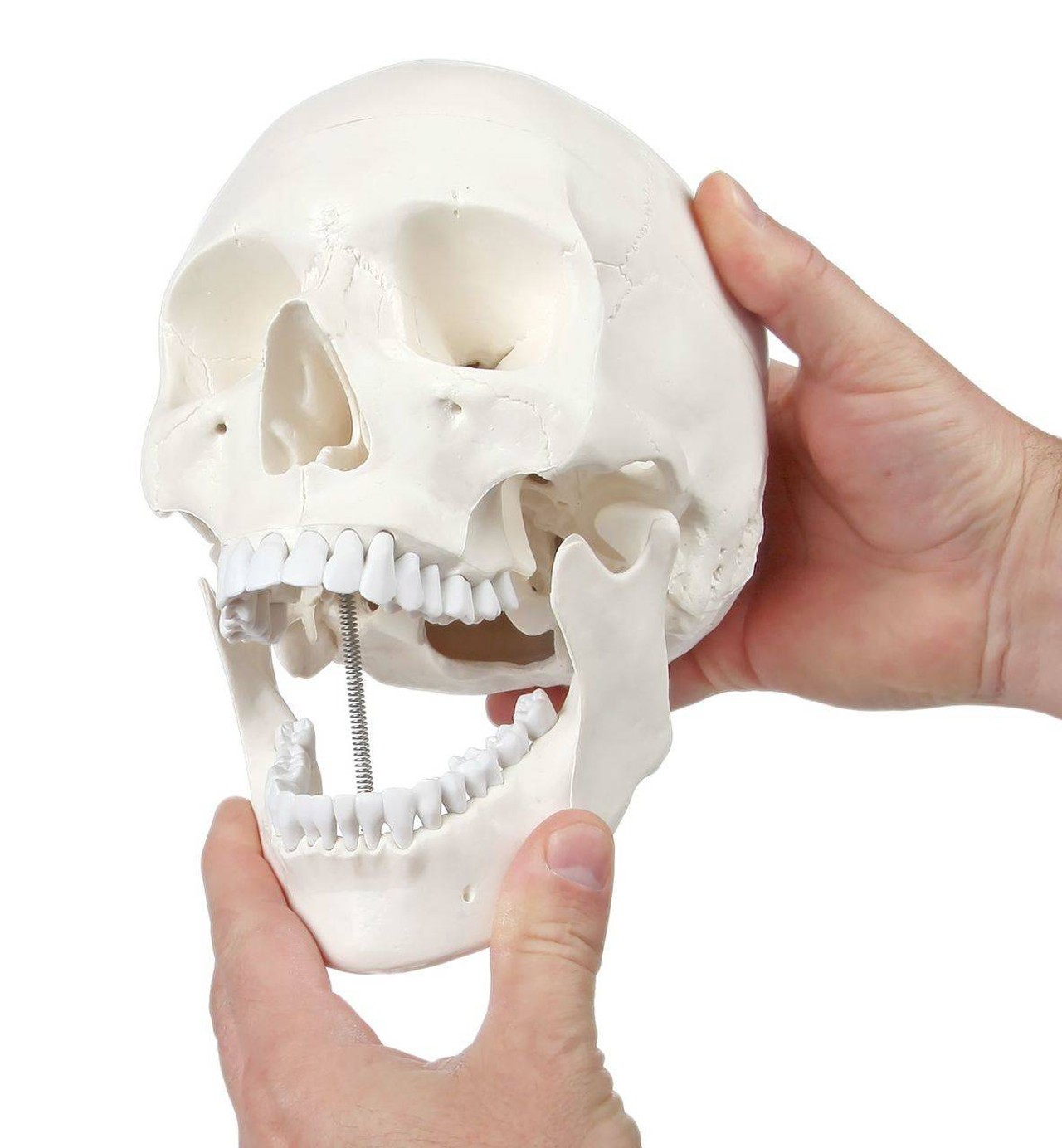 Axis Scientific 3-Part Life-Size Human Skull with mandible (jaw) opened