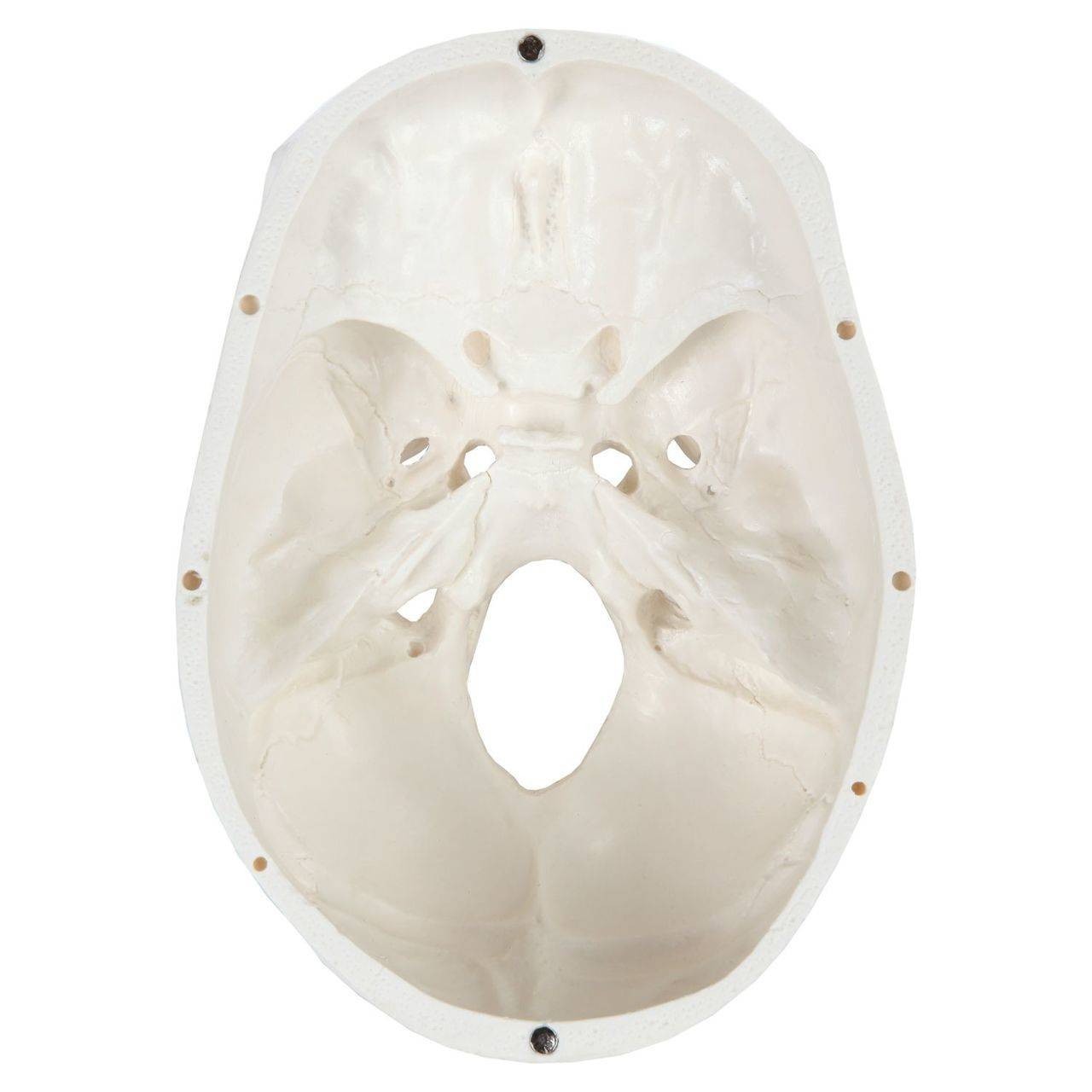 Axis Scientific 3-Part Life-Size Human Skull with skullcap removed, view from above