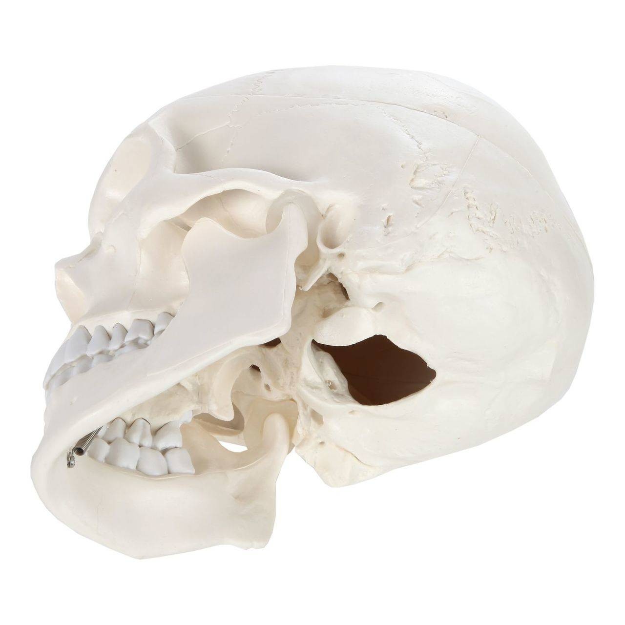 Axis Scientific 3-Part Life-Size Human Skull underside view