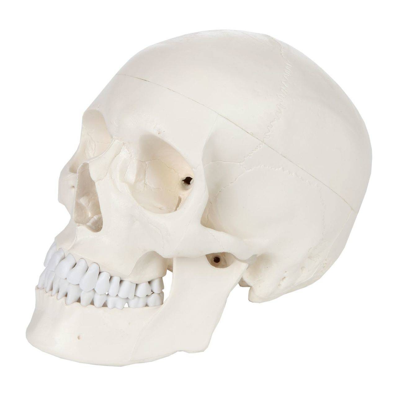 Axis Scientific 3-Part Life-Size Human Skull