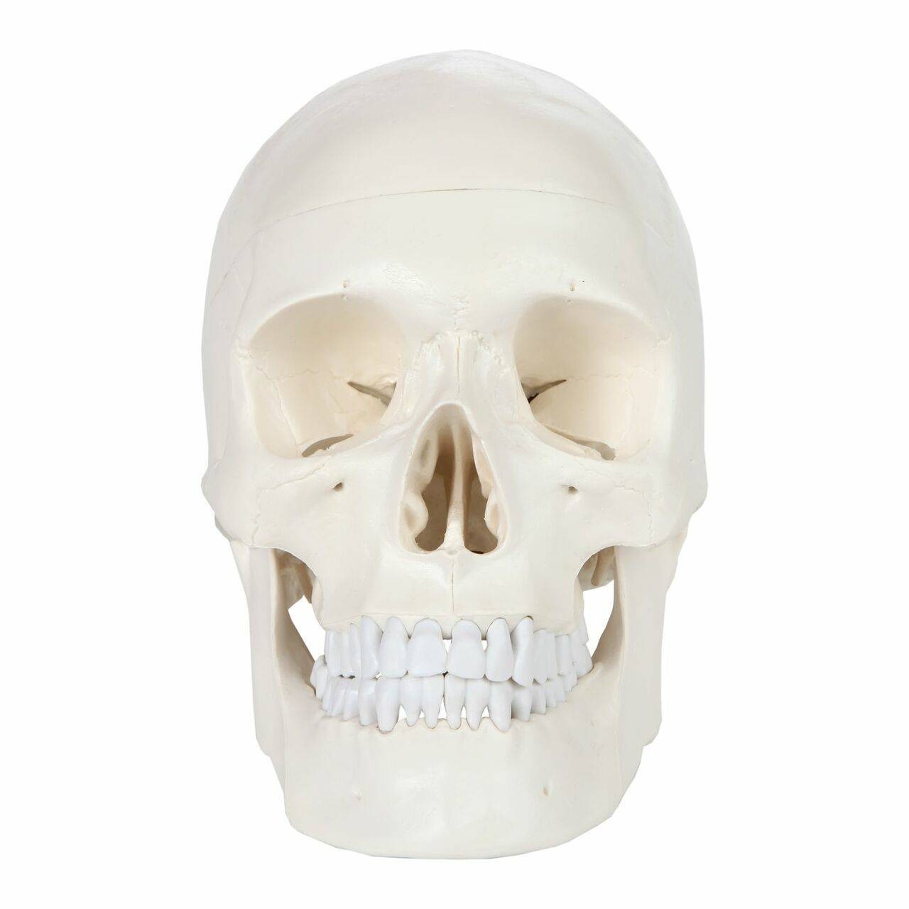 Axis Scientific 3-Part Life-Size Human Skull front view