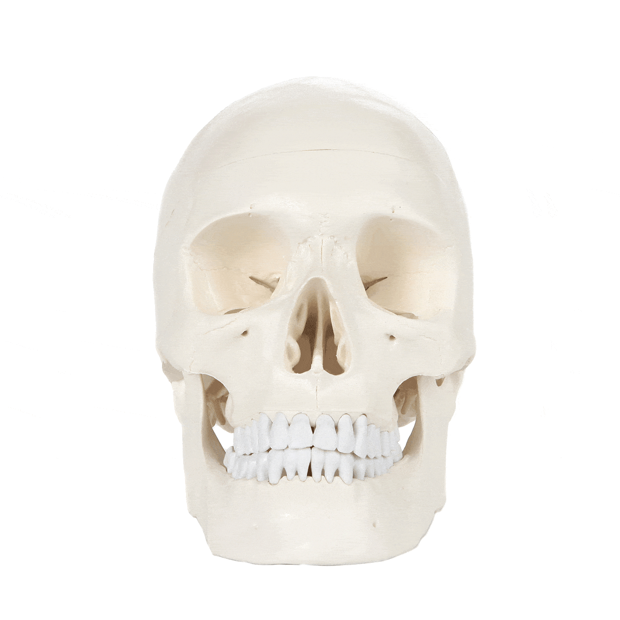 Axis Scientific 3-Part Life-Size Human Skull gif moving image skull 360 degree