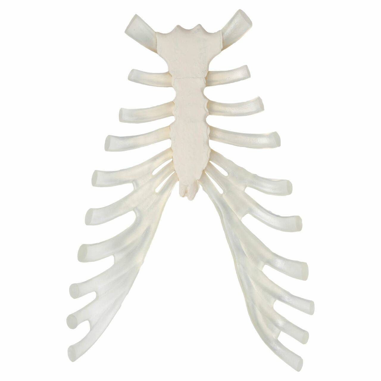 Axis Scientific Complete Disarticulated Human Skeleton rib cage and sternum