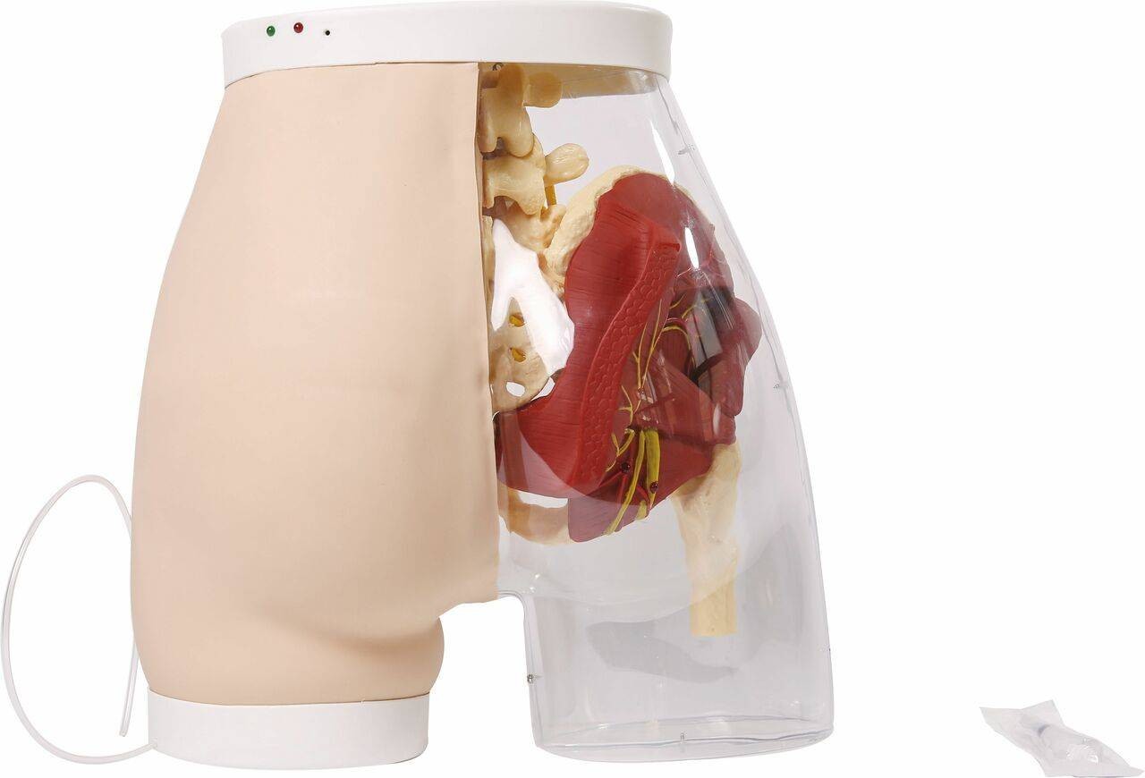 Anatomy Lab Buttock Mate Intramuscular Injection Model