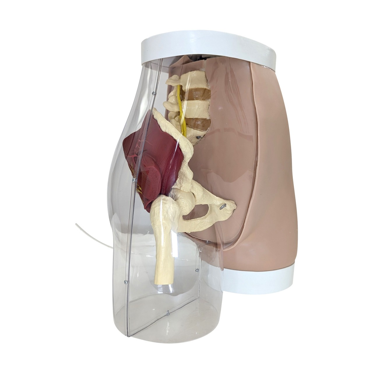 Anatomy Lab Buttock Mate Intramuscular Injection Model