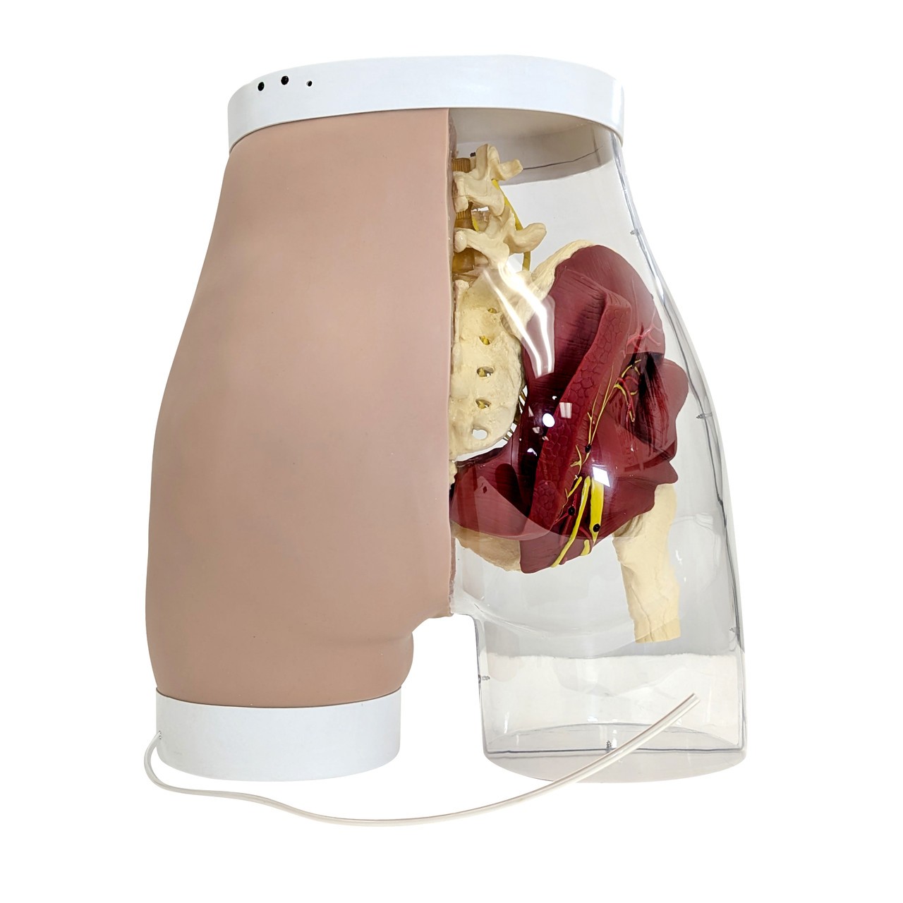 Anatomy Lab Buttock Mate Intramuscular Injection Model