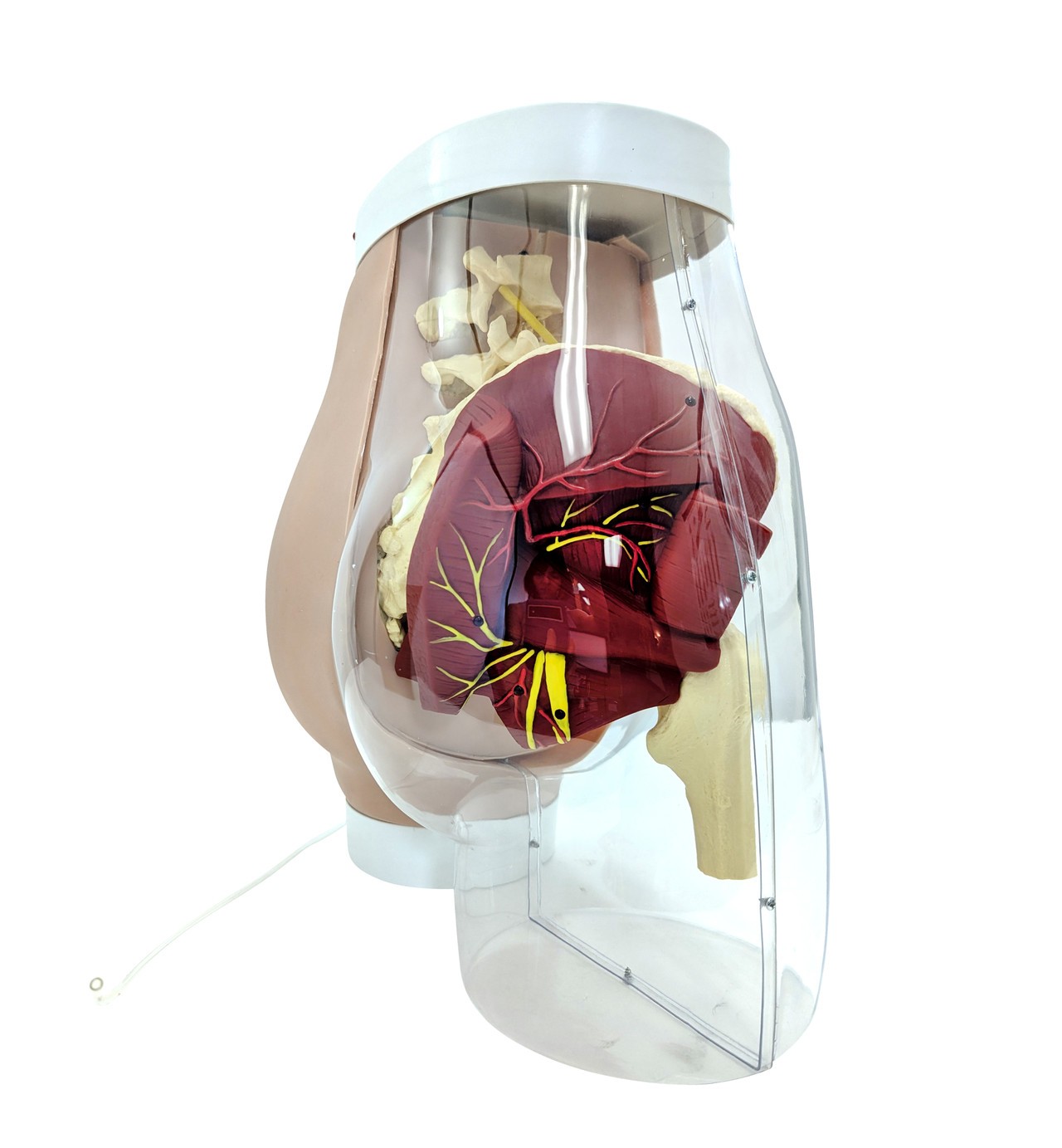 Anatomy Lab Buttock Mate Intramuscular Injection Model