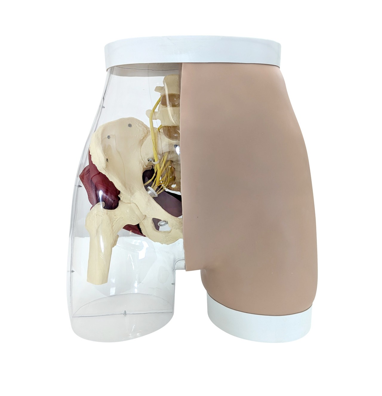 Anatomy Lab Buttock Mate Intramuscular Injection Model