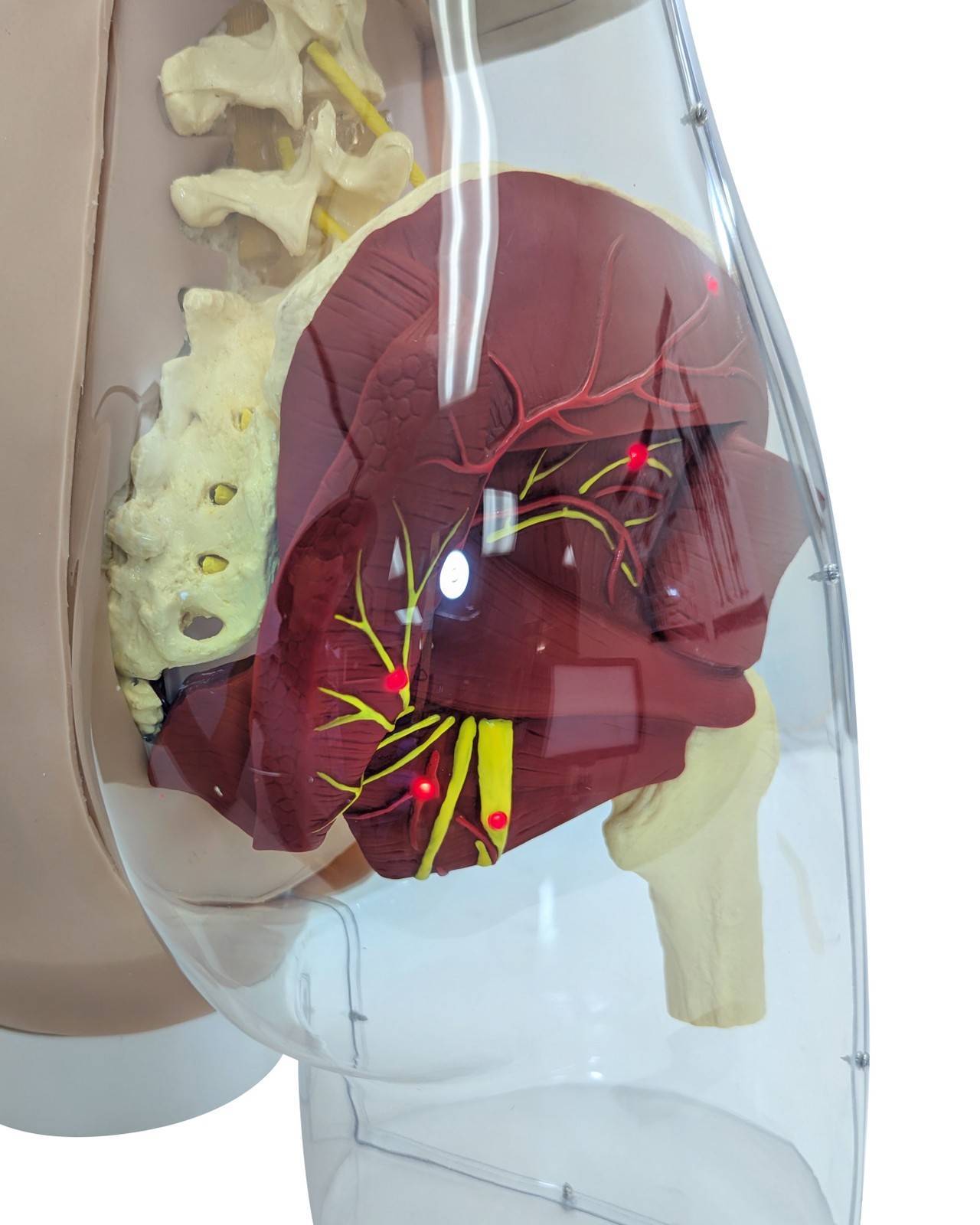 Anatomy Lab Buttock Mate Intramuscular Injection Model