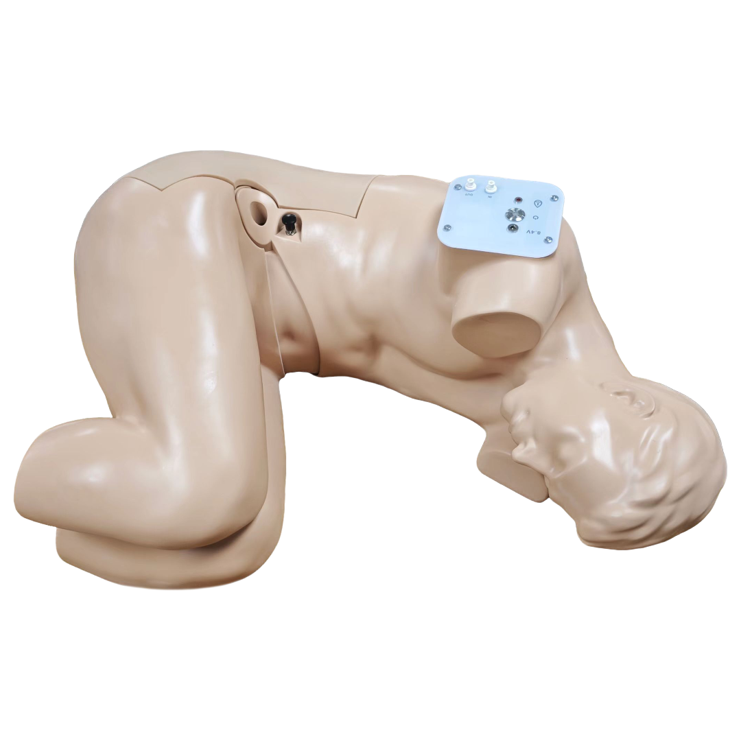 Anatomy Lab Adult Lumbar Puncture Simulator