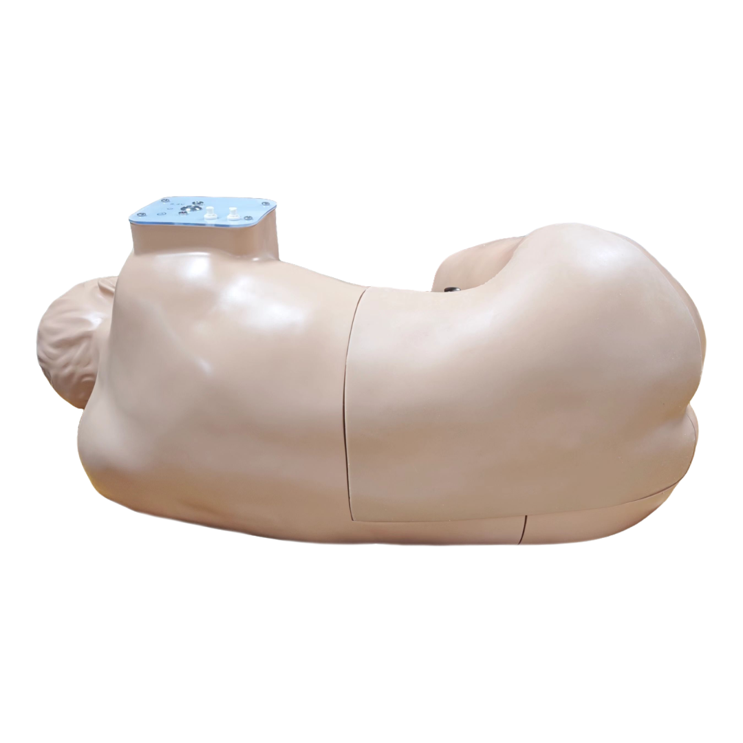 Anatomy Lab Adult Lumbar Puncture Simulator