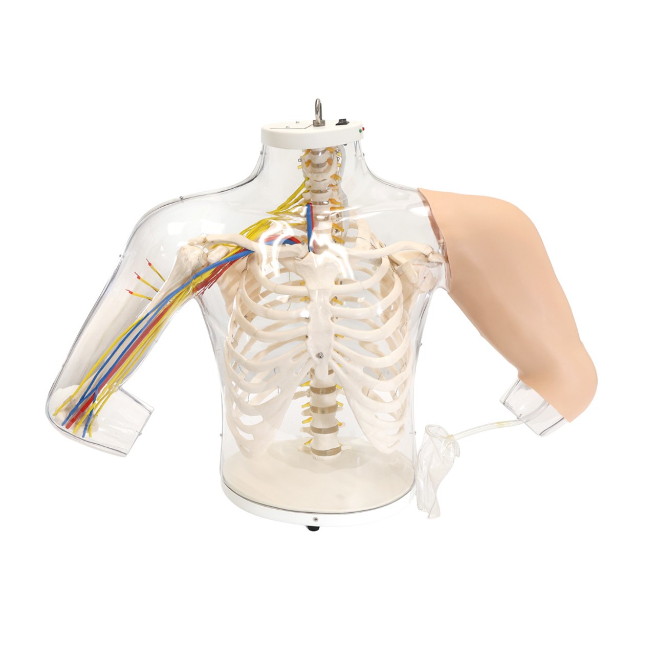 Anatomy Lab Intramuscular Injection of Upper Arm Muscles