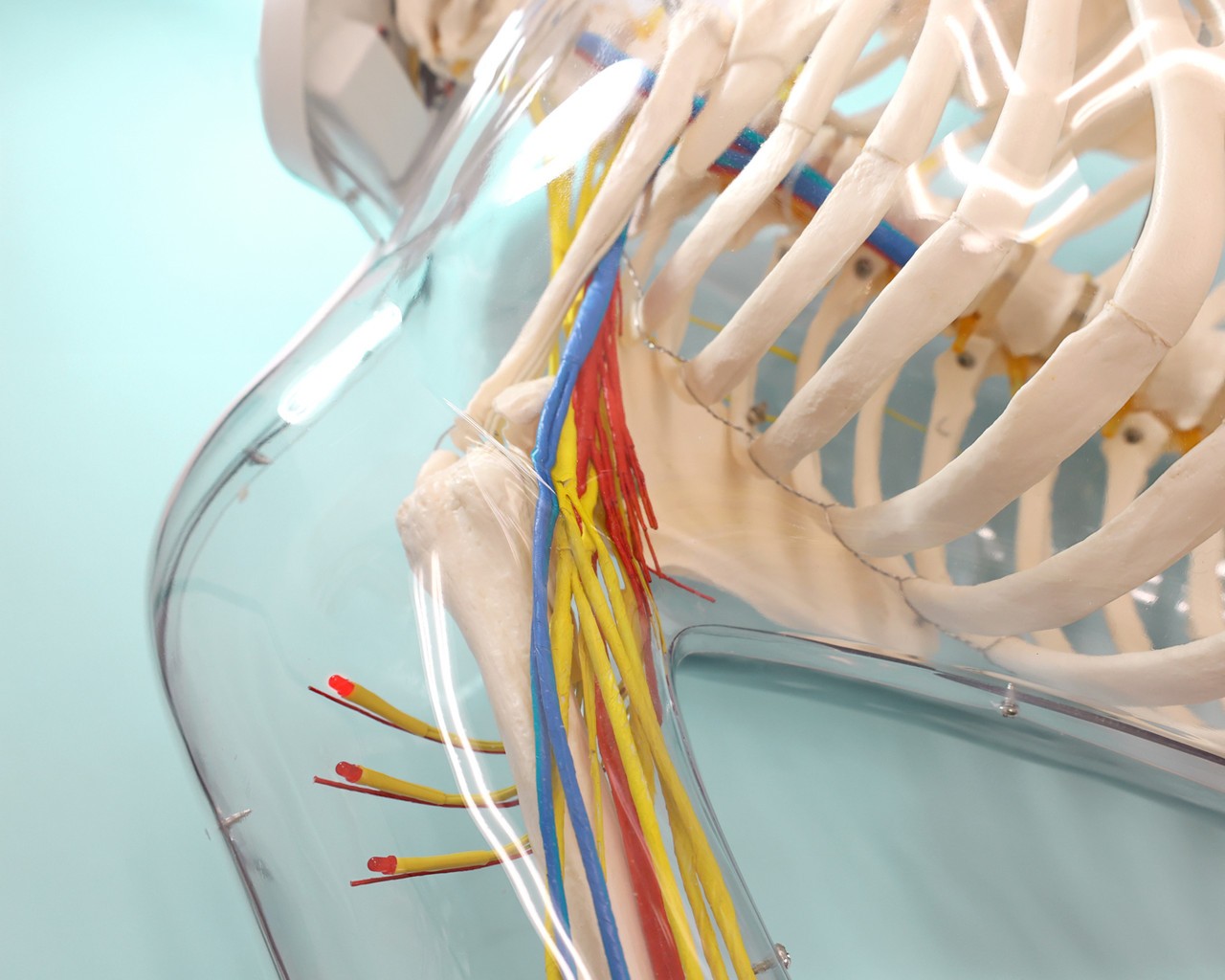Anatomy Lab Intramuscular Injection of Upper Arm Muscles